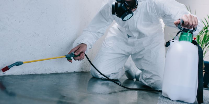 Como é feita a dedetização de baratas em Contagem